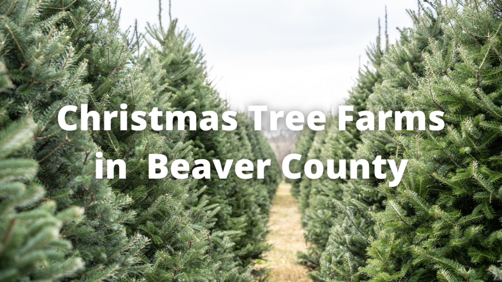 Christmas Tree Farms in Beaver County
