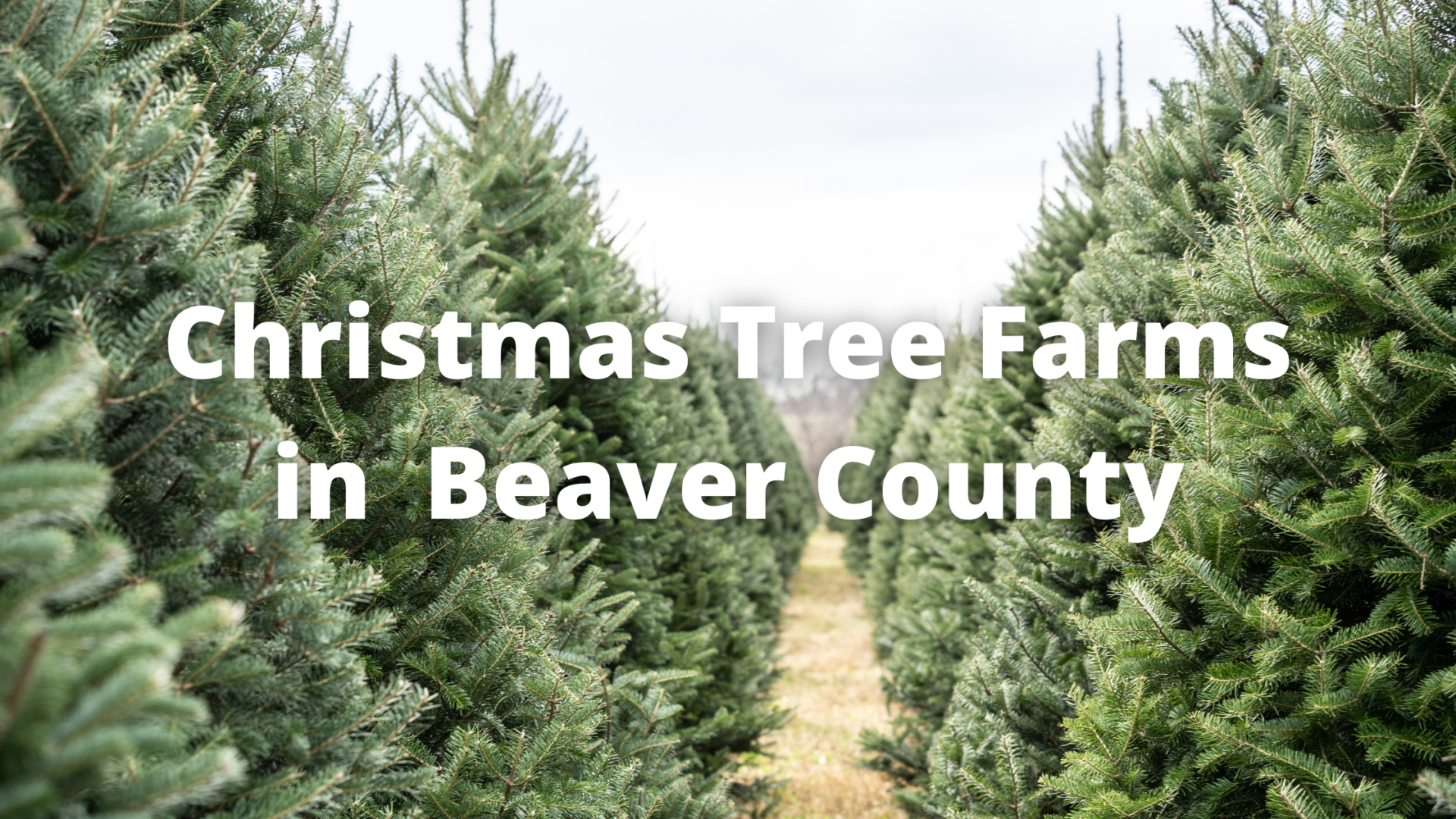 christmas tree farm images